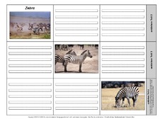 Leporello-Zebra-2-1-2.pdf